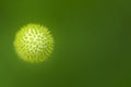 Virus. Close-up image of an organic cell on green background.