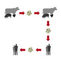 Virus diffusion from animal to humans