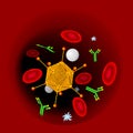 Virus infection, antibodies and blood cells