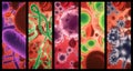 Virus, infection and cell structure of disease closeup in series for medical investigation or research. Covid, bacteria