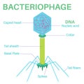 Structure Of The Bacteriophage. It is a virus. Royalty Free Stock Photo