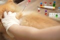 Virus and recovery concept, tying inject a vaccine to pomeranian dog with blurred vaccine bottles with red or green liquid Royalty Free Stock Photo