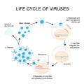 Virus Replication Cycle Royalty Free Stock Photo