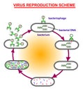 Virus reproduction scheme. Virus education info graphic.