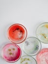 Viruses and bacteria in a Petri dish, studying the growth of bacteria on different samples in the laboratory. Royalty Free Stock Photo