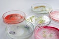 Viruses and bacteria in a Petri dish, various analyses in the laboratory.