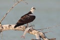 Visarend, Osprey, Pandion haliaetus ridgwayi