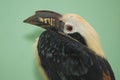 Visayan hornbill