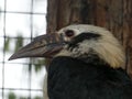 Visayan hornbill looking out at the day