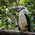 Visayan Hornbill