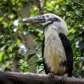 Visayan Hornbill Royalty Free Stock Photo