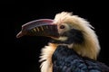 Visayan hornbill, Penelopides panini, in the dark forest. Hornbill, close-up detail from tropic jungle, Balinsasayao Twin Lakes