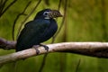 Visayan hornbill, Penelopides panini, hornbill found in rainforests on the islands of Panay, Negros, Masbate, and Guimaras -