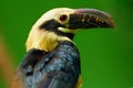 Visayan hornbill Penelopides panini