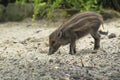 Visayan pig