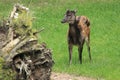 Visayan spotted deer Royalty Free Stock Photo