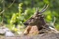 Visayan spotted deer  Rusa alfredi Royalty Free Stock Photo
