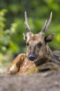 Visayan spotted deer, Rusa alfredi Royalty Free Stock Photo