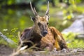 Visayan spotted deer, Rusa alfredi Royalty Free Stock Photo