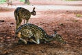 Visayan spotted deer, Philippine spotted deer, Sri Lankan axis deer, or Ceylon spotted deer resting on a hot day