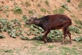 Visayan spotted deer in a zoo (france) Royalty Free Stock Photo