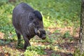 Visayan Warty Pig in the forest