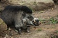 Visayan Warty Pig