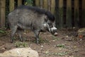 Visayan Warty Pig