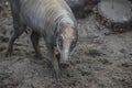 Visayan warty pig