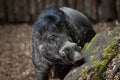 Visayan warty pig Sus cebifrons.