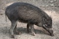 Visayan warty pig (Sus cebifrons).