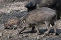 Visayan warty pig (Sus cebifrons).