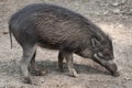 Visayan warty pig (Sus cebifrons).