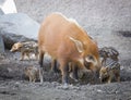 Visayan Warty Piglet with Mother