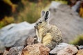 Viscacha guard on a rocks