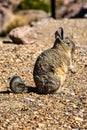 Viscacha Lagidium peruanum Royalty Free Stock Photo