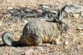 Viscacha Lagidium peruanum Royalty Free Stock Photo