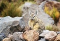 Viscacha Royalty Free Stock Photo