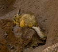 The viscacha resembles a rabbit with a squirrel tail, but is native only to South America.