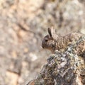 A Viscacha in itÃÂ´s habitat Royalty Free Stock Photo