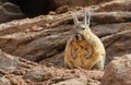 Viscacha in Siloli desert bolivia Royalty Free Stock Photo