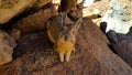 Viscacha, similar to chinchillas