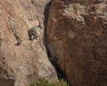 Viscacha or vizcacha Lagidium viscacia in Rock Valley of Bolivean altiplano - Potosi Department, Bolivia Royalty Free Stock Photo