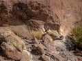 Viscacha or vizcacha Lagidium viscacia in Rock Valley of Bolivean altiplano - Potosi Department, Bolivia Royalty Free Stock Photo