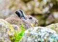 Viscacha wild chinchilla close-up among the rocks