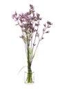 Viscaria vulgaris sticky catchfly or clammy campion in a glass vessel on a white background