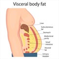 Visceral fat and subcutaneous fat accumulate around organs.