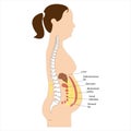 Visceral fat and subcutaneous fat accumulate around organs