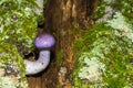 Viscid Violet Cort - Cortinarius iodes Royalty Free Stock Photo