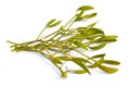 Viscum album, commonly known as European mistletoe, common mistletoe or simply as mistletoe, mistle. Isolated